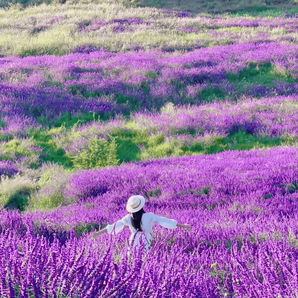 跟着鲜花游云南 9月 走进云南解锁“花”式浪漫